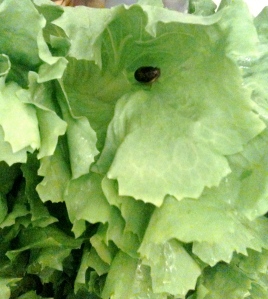 Escarole and a stowaway. 
